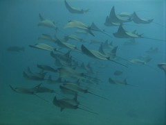 Rhinoptera steindachneri