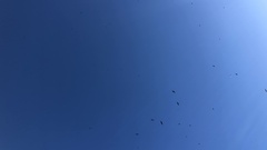 Hirundapus caudacutus