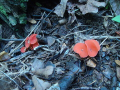 Sarcoscypha occidentalis