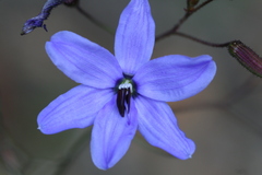 Agrostocrinum hirsutum