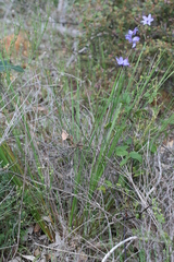 Agrostocrinum hirsutum