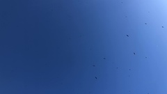 Hirundapus caudacutus