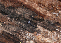 Austroargiolestes elke