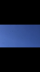 Hirundapus caudacutus