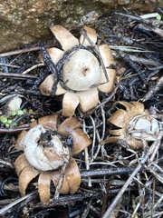 Geastrum floriforme