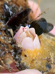 Notomegabalanus decorus