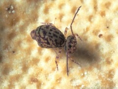 Ptenothrix marmorata