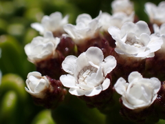 Ixodia achillaeoides