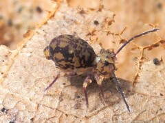 Ptenothrix