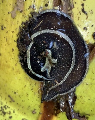 Australopacifica