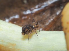Ptenothrix