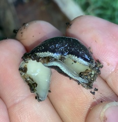 Australopacifica