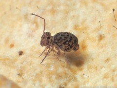 Ptenothrix marmorata