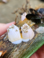 Notomegabalanus decorus