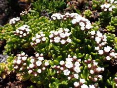 Ixodia achillaeoides