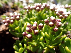 Ixodia achillaeoides