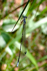 Labidiosticta vallisi