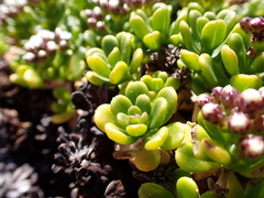 Ixodia achillaeoides