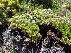 Ixodia achillaeoides