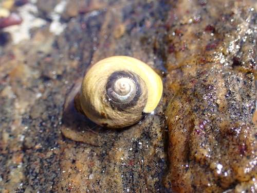 Austrocochlea rudis
