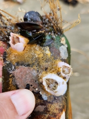 Notomegabalanus decorus