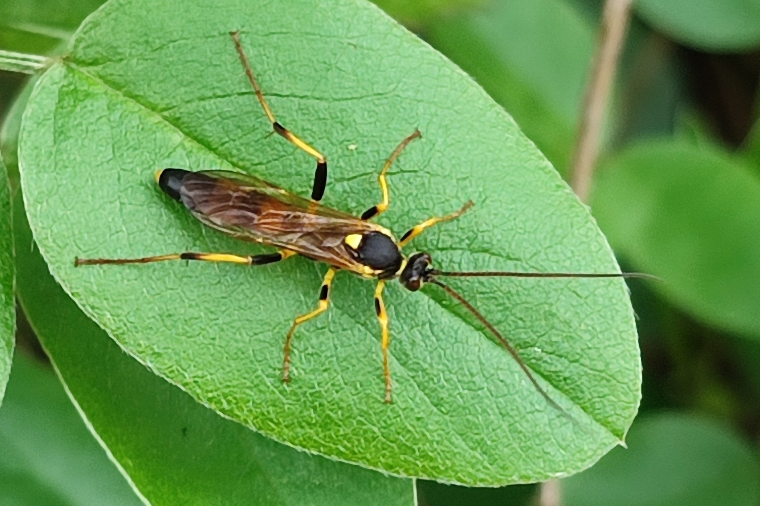 Amblyteles armatorius