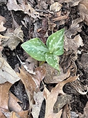 Trillium ludovicianum