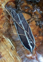 Australopacifica