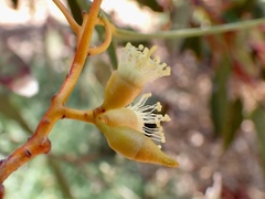 Eucalyptus socialis