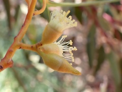 Eucalyptus socialis