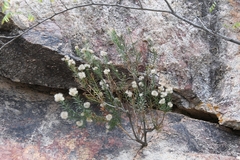 Ericameria laricifolia