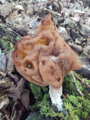 Gyromitra