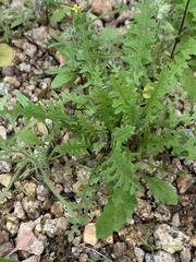 Caulanthus lasiophyllus