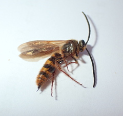 Radumeris novocaledonica