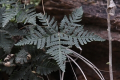 Notholaena standleyi