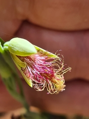 Calochilus therophilus