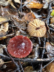 Marasmius plicatulus
