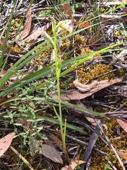 Calochilus therophilus
