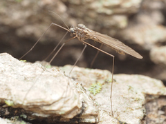 Trichocera annulata