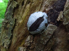 Reticularia lycoperdon