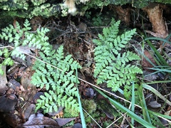 Dryopteris glabra