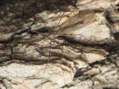Trichocera annulata