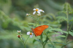 Dryas