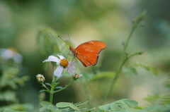 Dryas