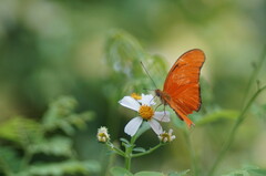 Dryas