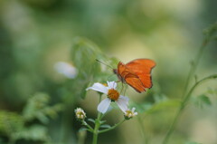 Dryas