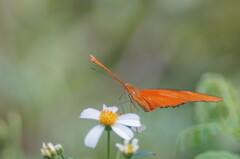 Dryas