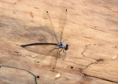 Austroargiolestes elke