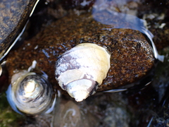 Austrocochlea constricta