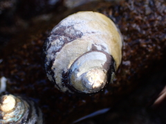 Austrocochlea constricta